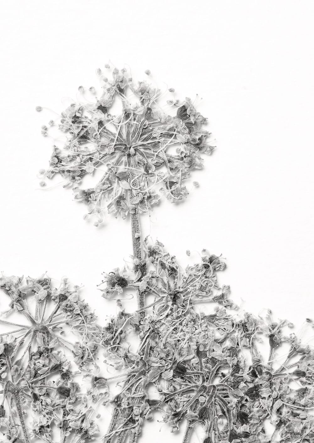 Postkarte eines Herbarbelegs von Angelica sylvestris