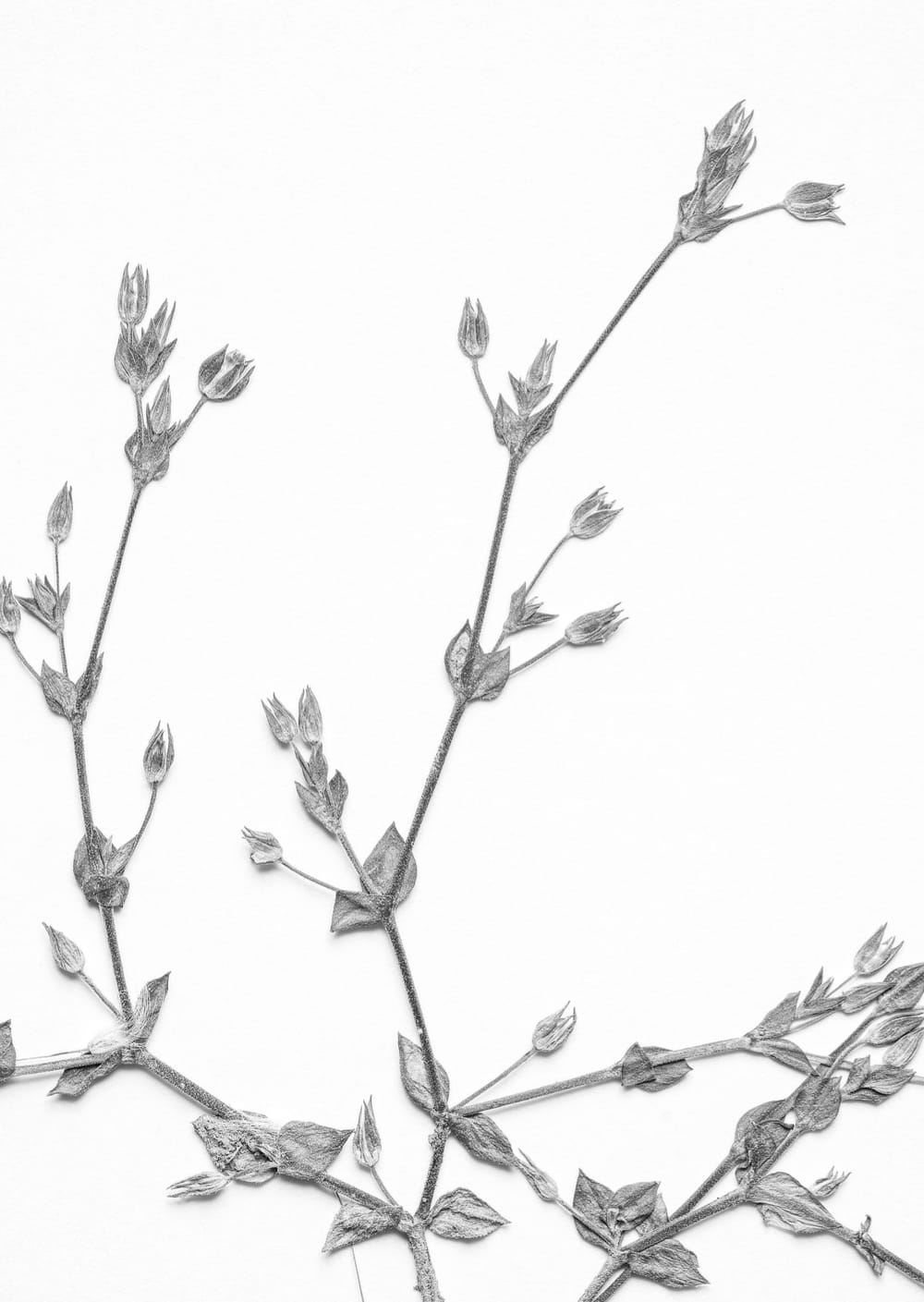 Postkarte eines Herbarbelegs von Arenaria serpyllifolia aggr.