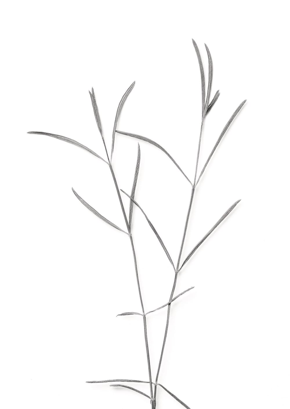 Postkarte eines Herbarbelegs von Asperula cynanchica