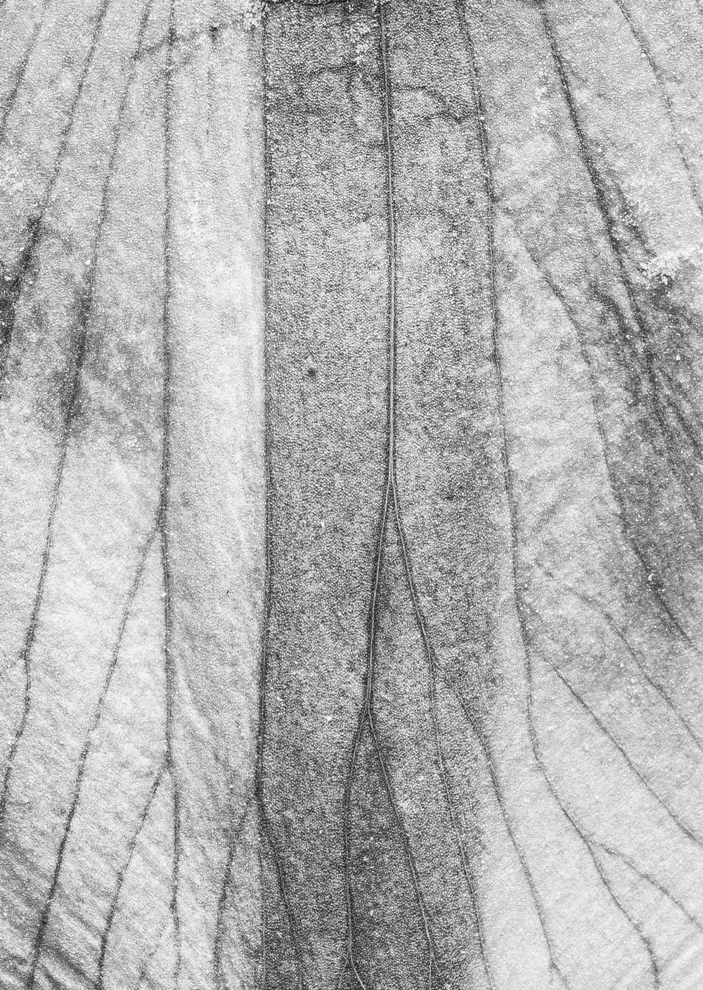 Postkarte eines Herbarbelegs von Caltha palustris