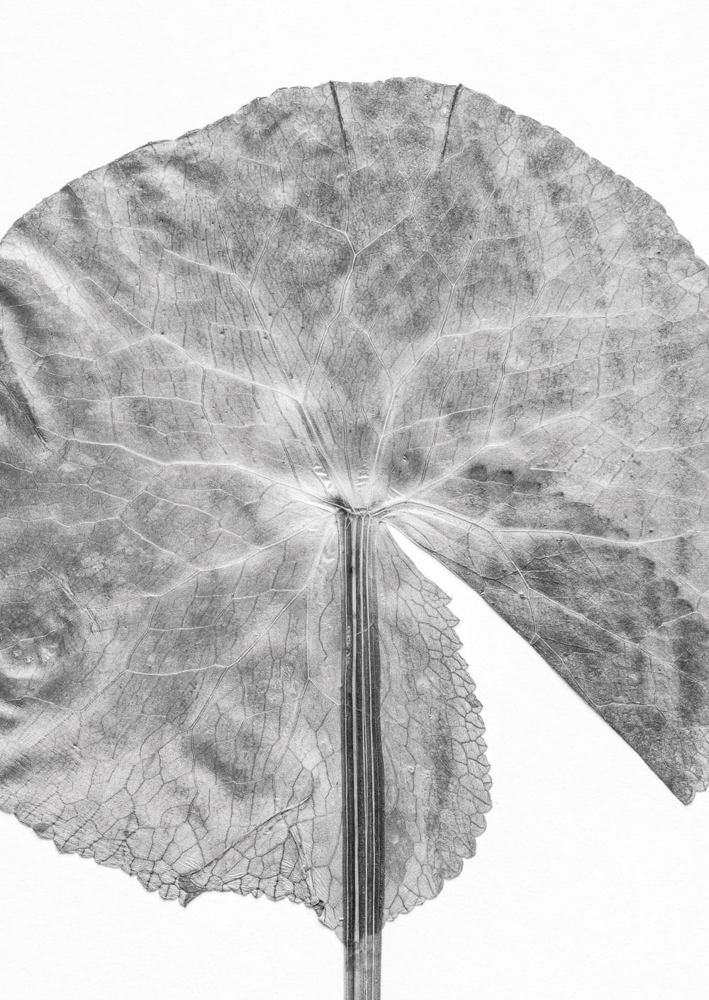 Postkarte eines Herbarbelegs von Caltha palustris