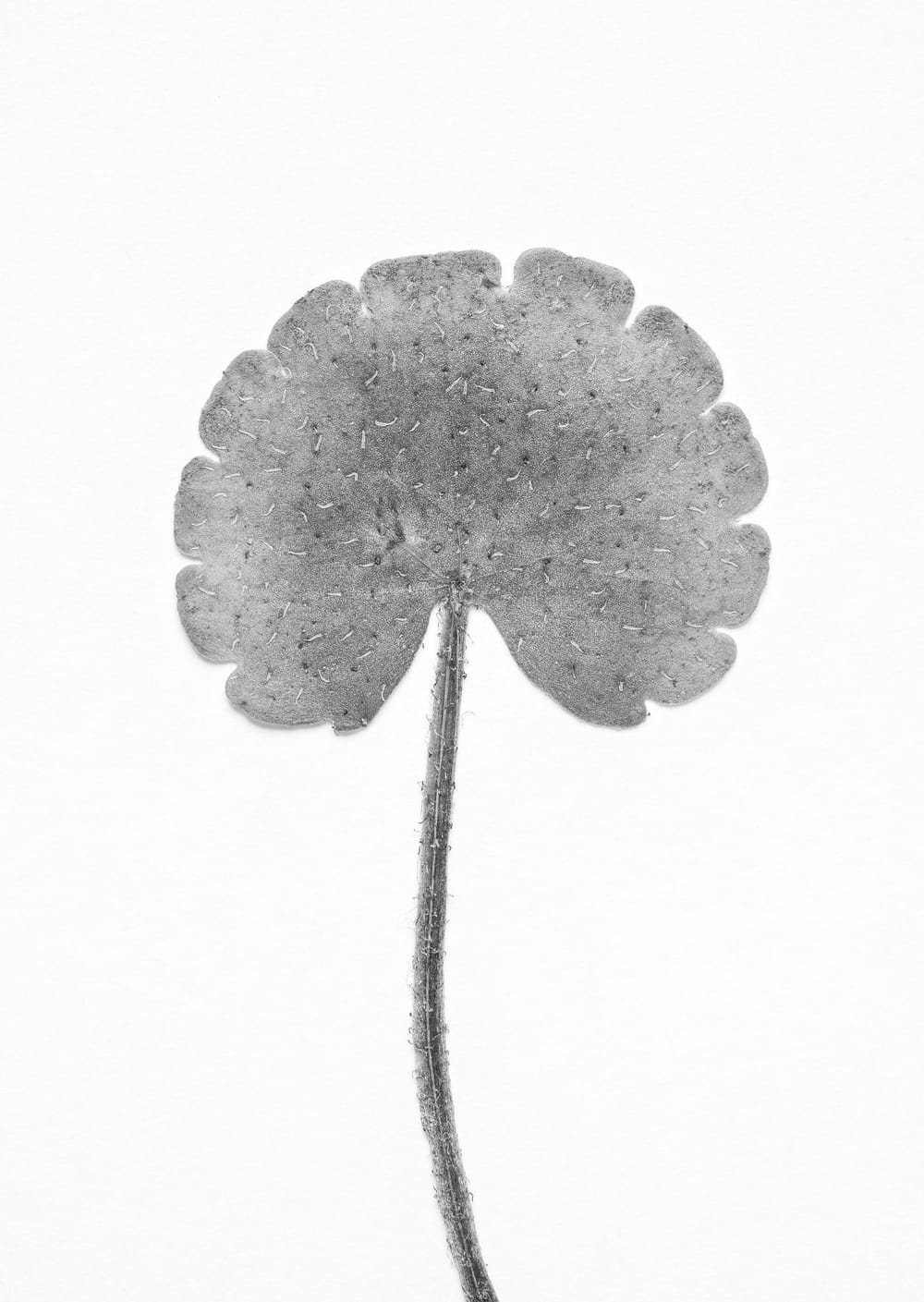 Postkarte eines Herbarbelegs von Chrysosplenium alternifolium