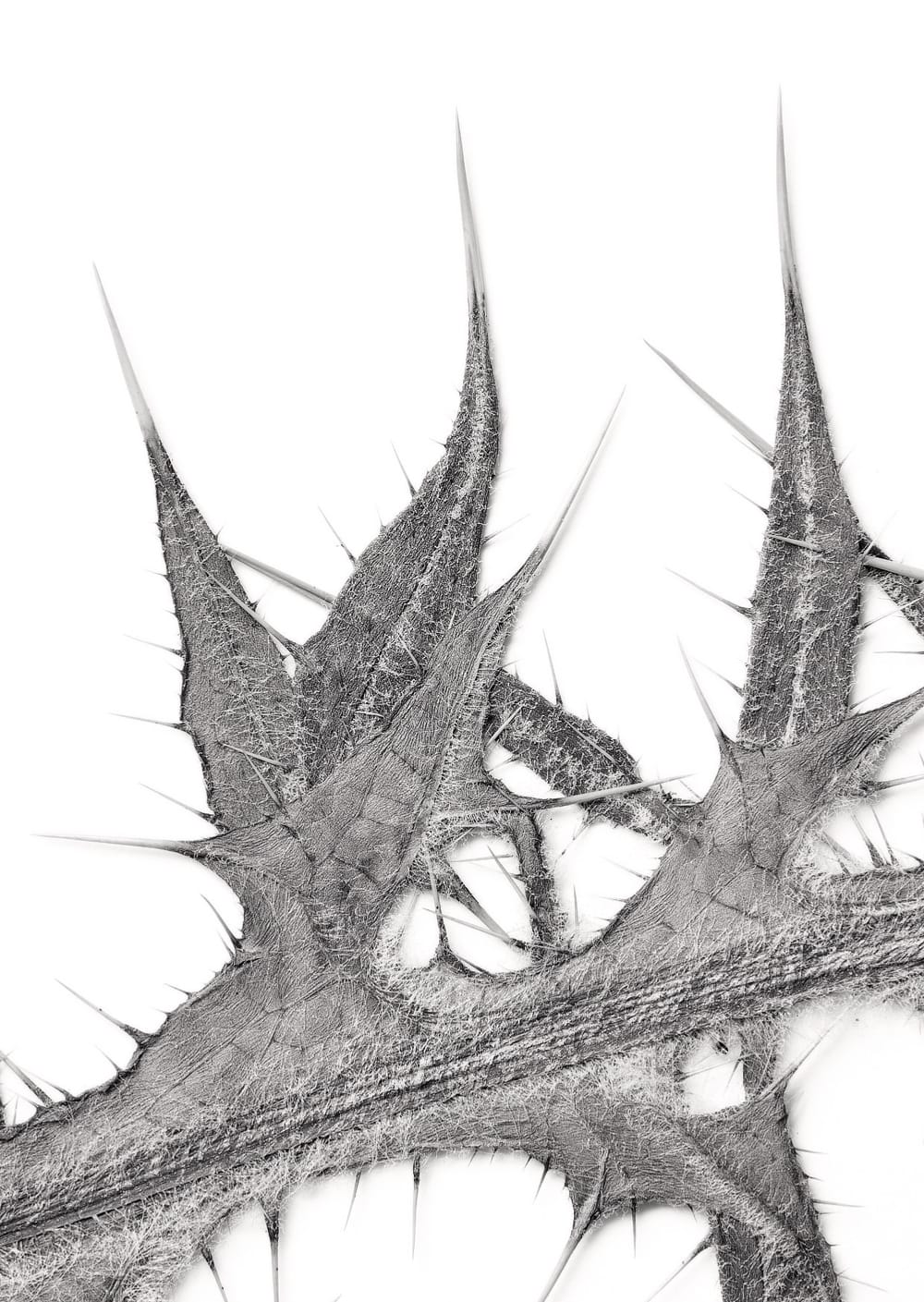 Postkarte eines Herbarbelegs von Cirsium vulgare