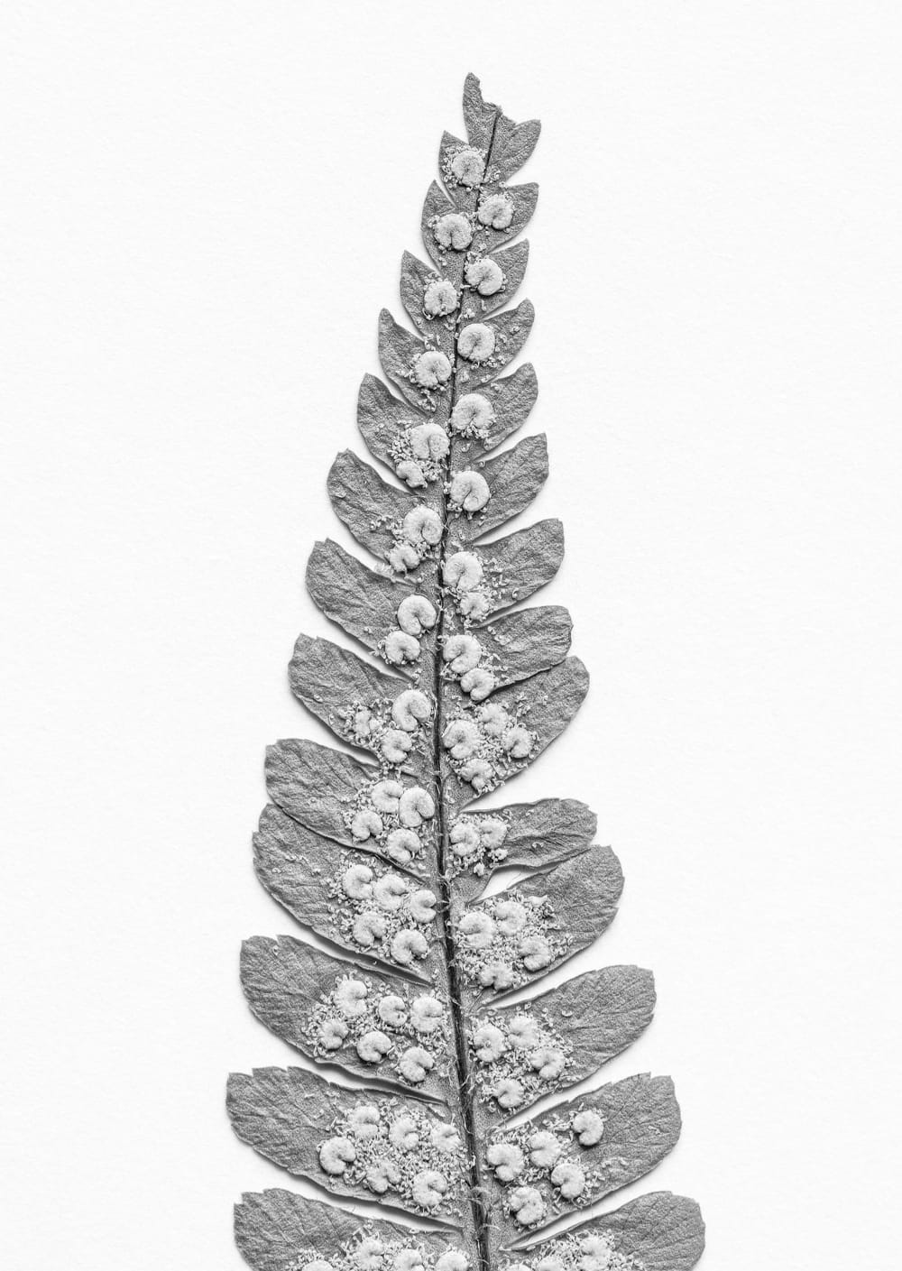 Postkarte eines Herbarbelegs von Dryopteris filix-mas