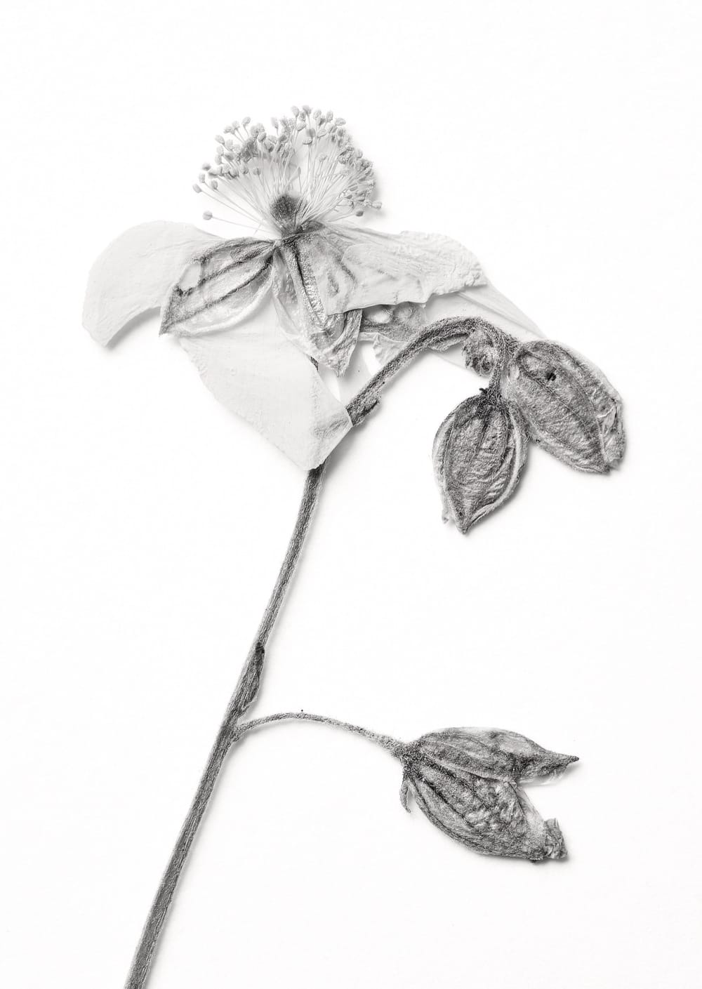 Postkarte eines Herbarbelegs von Helianthemum nummularium subsp. grandiflorum