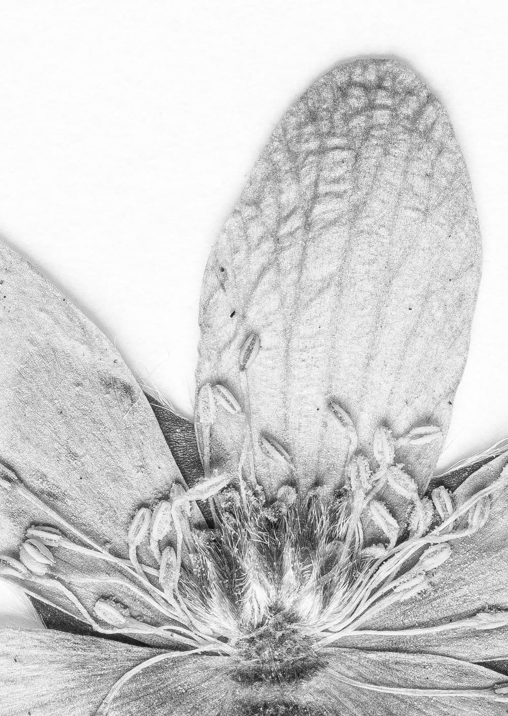 Postkarte eines Herbarbelegs von Hepatica nobilis