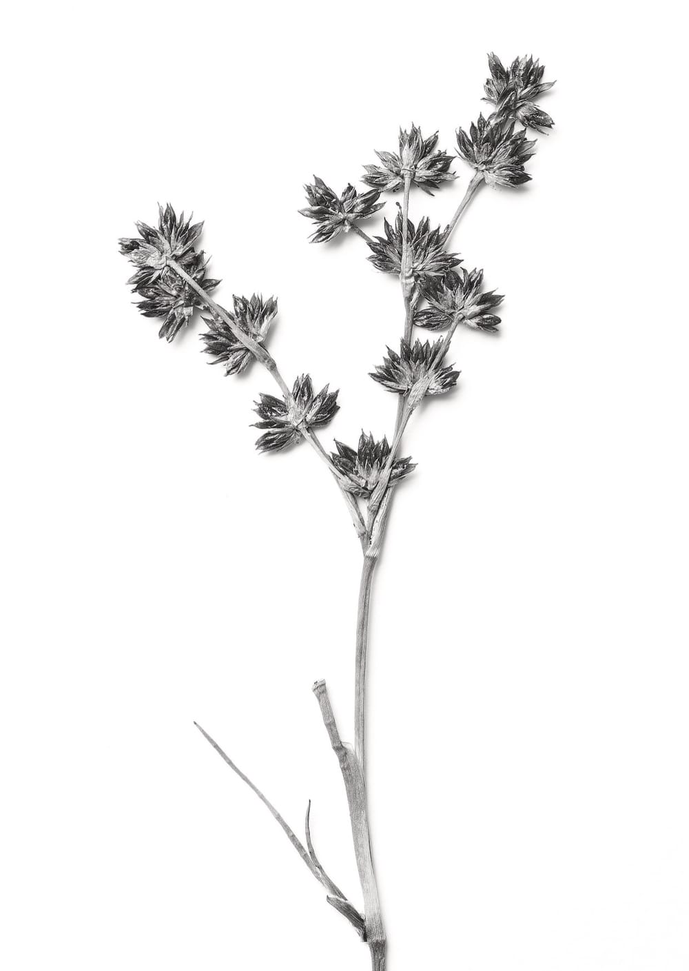 Postkarte eines Herbarbelegs von Juncus articulatus