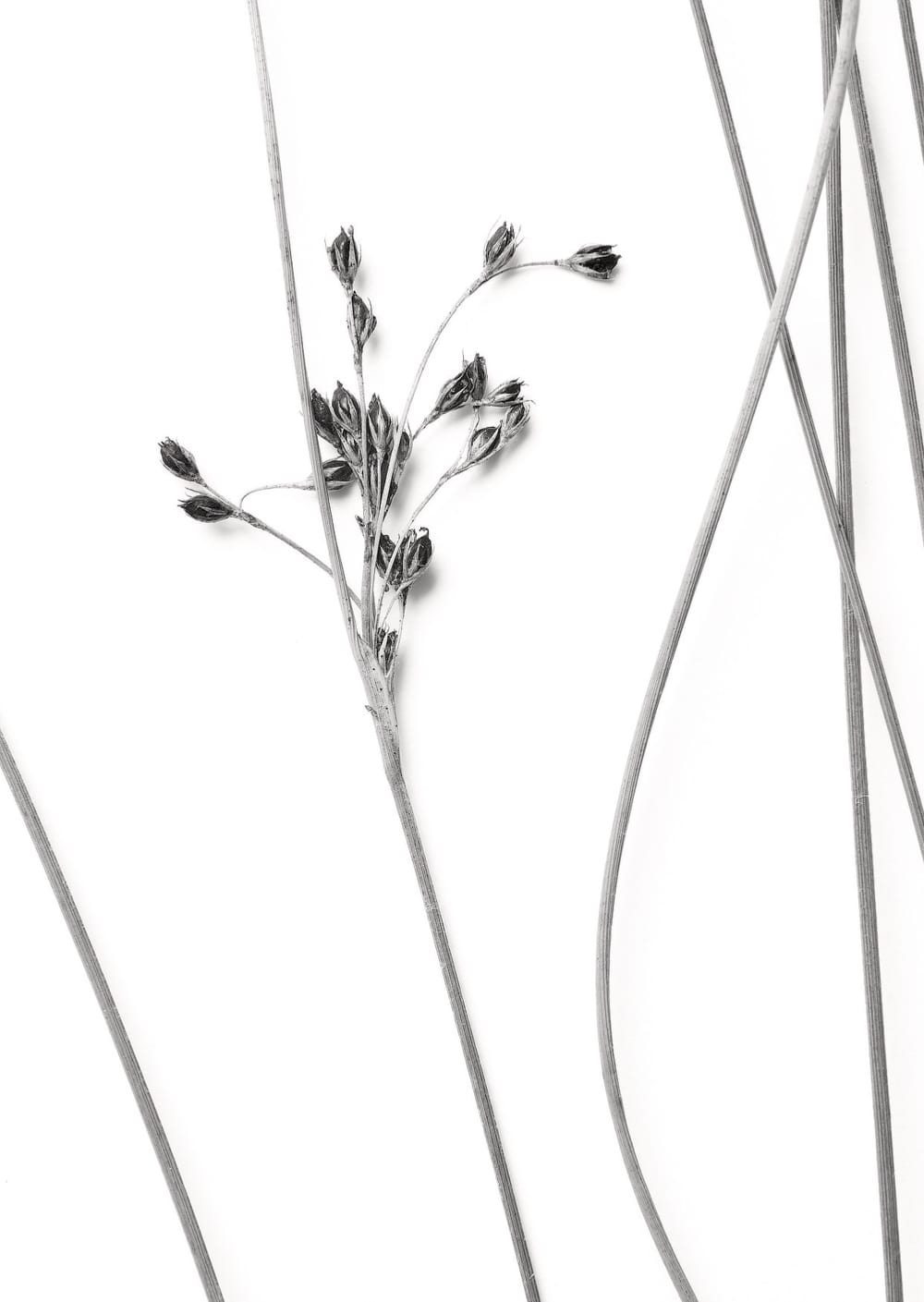 Postkarte eines Herbarbelegs von Juncus effusus