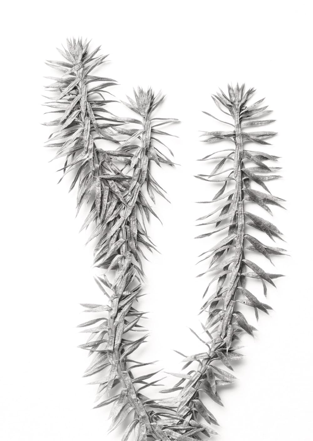 Postkarte eines Herbarbelegs von Lycopodium annotinum