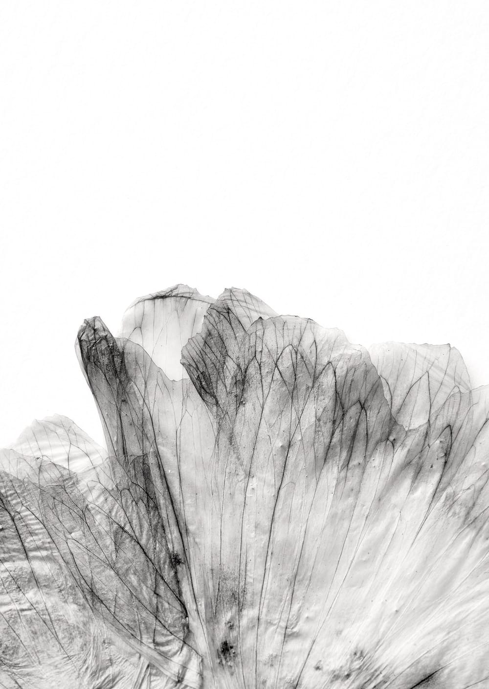 Postkarte eines Herbarbelegs von Malva moschata