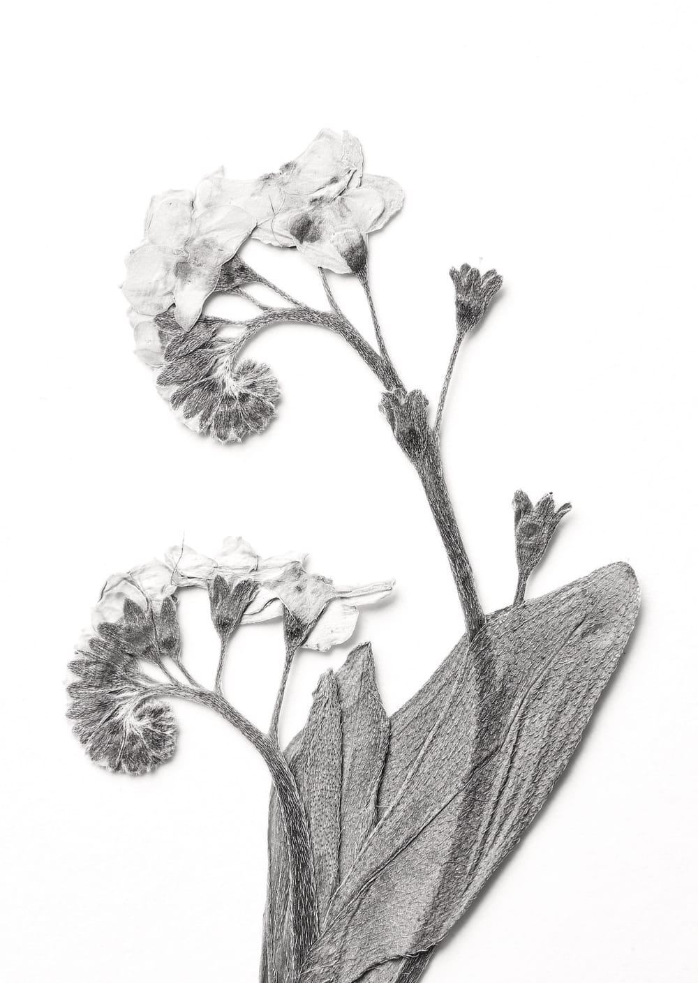 Postkarte eines Herbarbelegs von Myosotis scorpioides