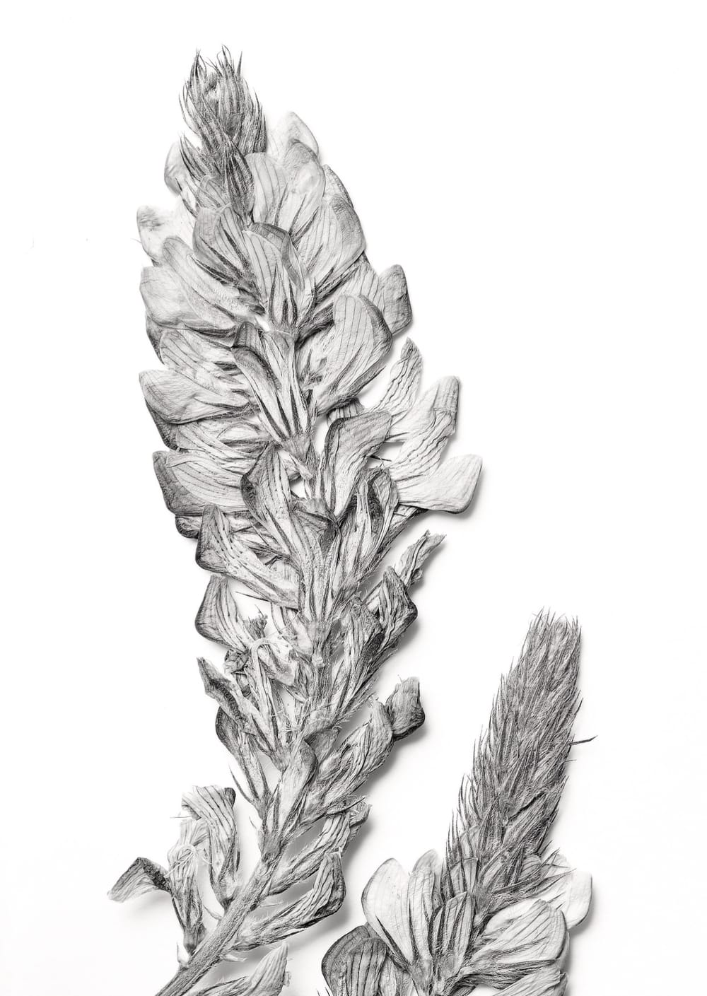 Postkarte eines Herbarbelegs von Onobrychis viciifolia