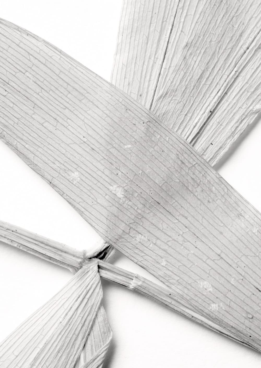 Postkarte eines Herbarbelegs von Polygonatum verticillatum