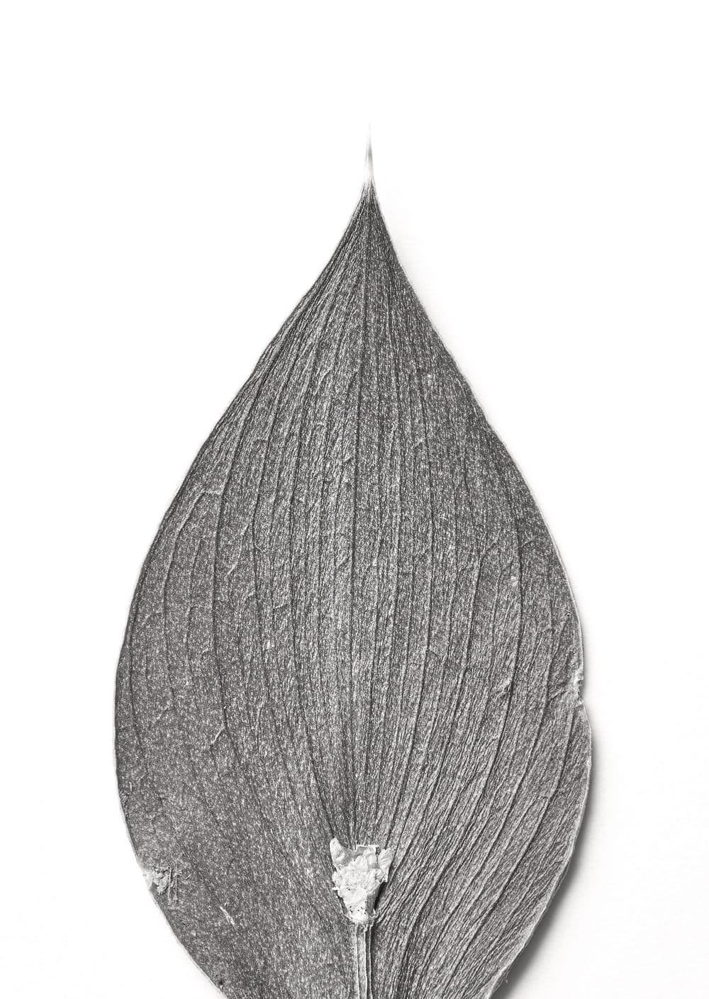 Postkarte eines Herbarbelegs von Ruscus aculeatus